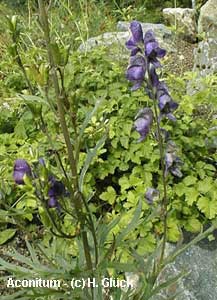 aconitum1