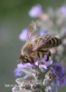Apis mellifica