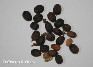 Coffea