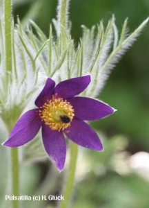 Pulsatilla