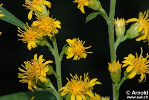 Solidago virgaurea Bildquelle: www.awl.ch/heilpflanzen