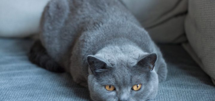 Homöopathie bei Tieren