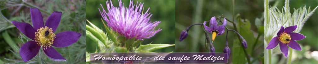 Oculoheel® › Die Homöopathische Hausapotheke