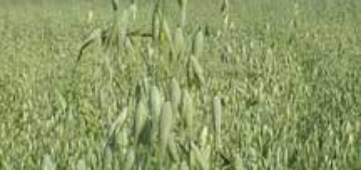 Avena Sativa